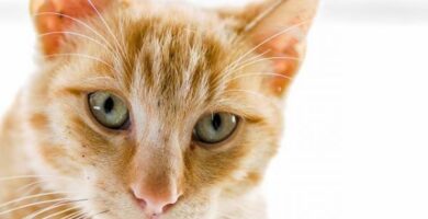 Mastitis u kotow objawy i leczenie
