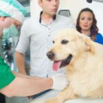 Miastenia Gravis u psow objawy diagnoza i leczenie
