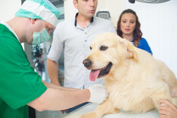 Miastenia Gravis u psow objawy diagnoza i leczenie
