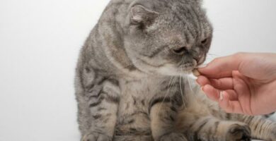 Milbemax u kotow dawkowanie i skutki uboczne