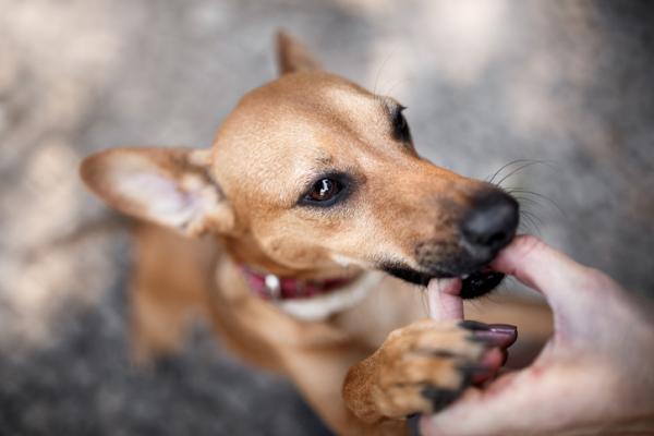 Milbemax u psow zastosowania i dawkowanie