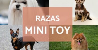 Mini zabawkowe rasy psow