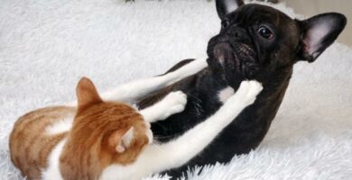 Moj kot atakuje mojego psa – dlaczego i co robic
