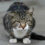 Mykoplazmoza kotow objawy i leczenie