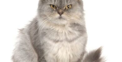 Najczestsze choroby kota perskiego