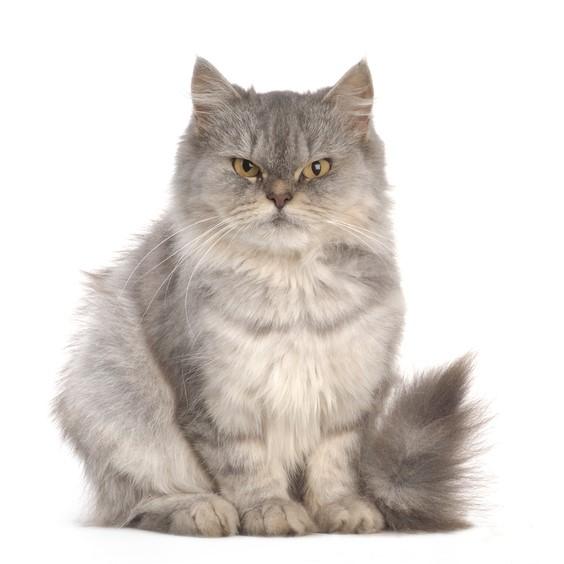 Najczestsze choroby kota perskiego