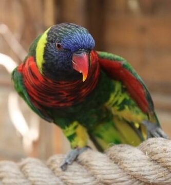Najczestsze choroby papug