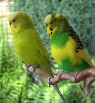Najczestsze choroby papug australijskich