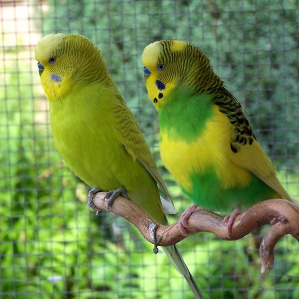 Najczestsze choroby papug australijskich