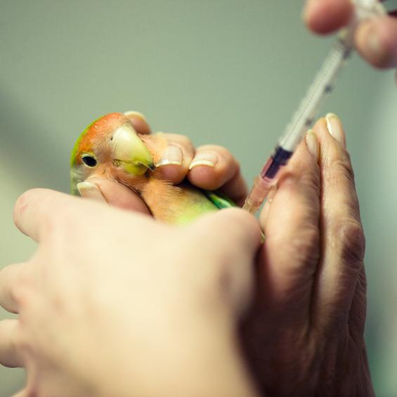 Najczestsze choroby u ptakow domowych