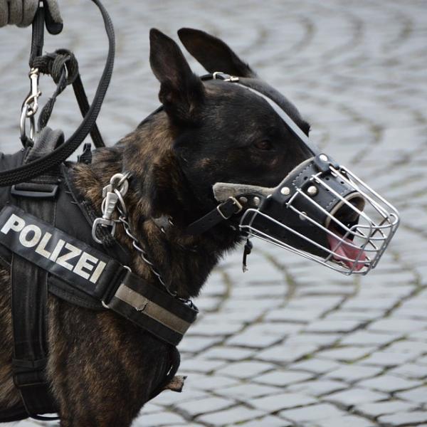Najlepsze rasy psow policyjnych