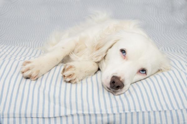 Napady padaczkowe u psow przyczyny objawy i leczenie
