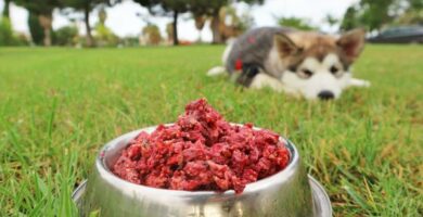 Naturalna karma dla psow ilosci przepisy i porady