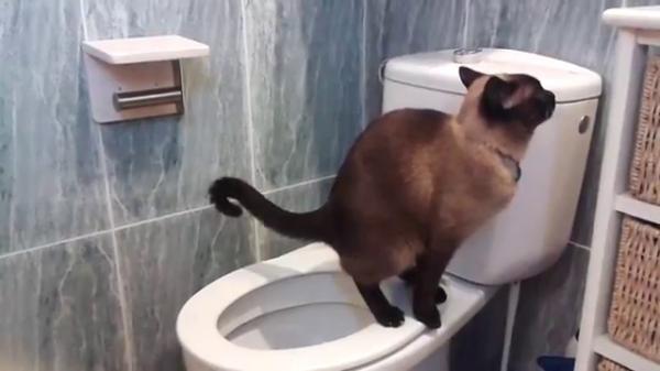 Naucz swojego kota korzystania z toalety krok po kroku