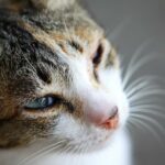 Nerki policystyczne u kotow objawy i leczenie