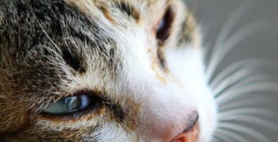 Nerki policystyczne u kotow objawy i leczenie