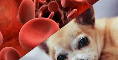 Niedokrwistosc hemolityczna u psow objawy i leczenie