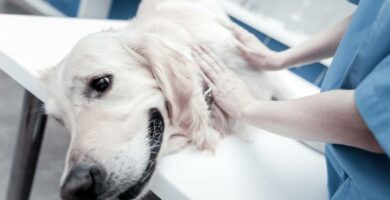 Niewydolnosc nerek u psow objawy i leczenie