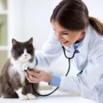 Niewydolnosc serca u kotow przyczyny objawy i leczenie
