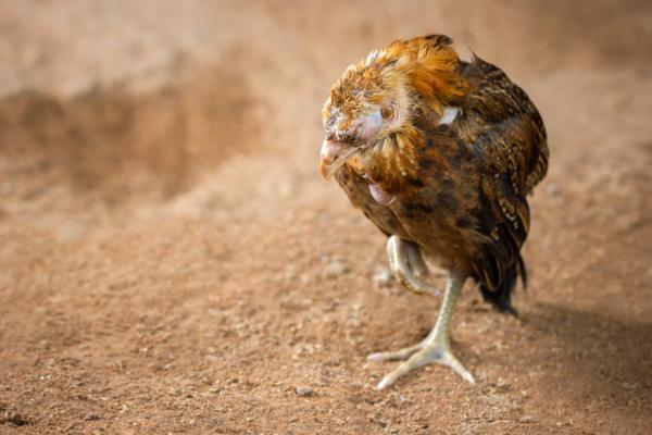 Nosowka u ptakow zakazna ptasia Coryza objawy i leczenie