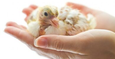 Opieka i karmienie nowonarodzonych golebi