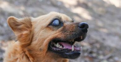Opieka nad niewidomymi psami