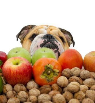 Owoce i warzywa zabronione dla psow