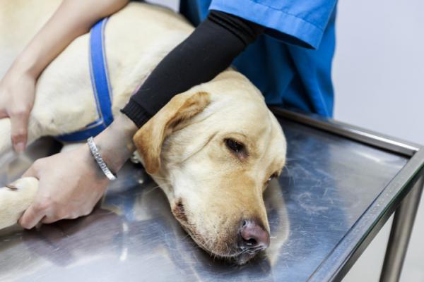 Padaczka u psow przyczyny objawy i leczenie