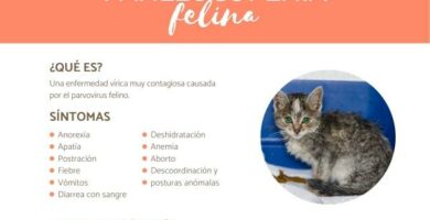 Panleukopenia kotow objawy i leczenie