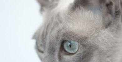Parwowirus kotow zarazenie objawy i leczenie