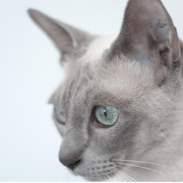 Parwowirus kotow zarazenie objawy i leczenie