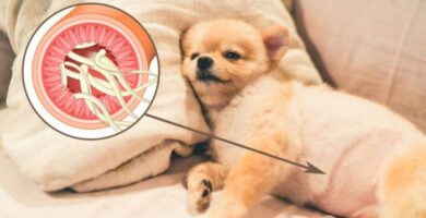 Pasozyty jelitowe u psow objawy i leczenie