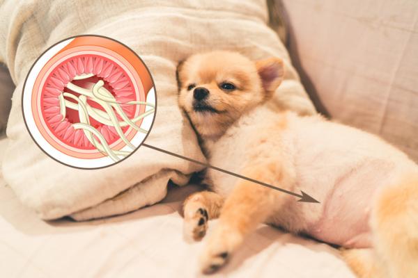 Pasozyty jelitowe u psow objawy i leczenie