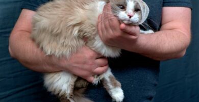 Pecherzyca u kotow objawy i leczenie