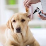 Perforowana blona bebenkowa u psow objawy i leczenie