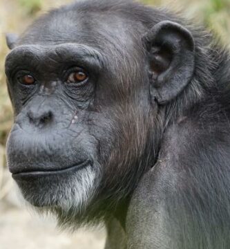 Podobienstwa miedzy ludzmi a szympansami