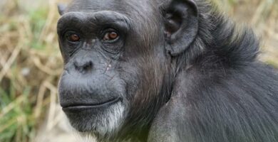Podobienstwa miedzy ludzmi a szympansami