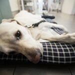 Posocznica u psow objawy leczenie i zarazenie