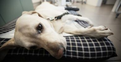Posocznica u psow objawy leczenie i zarazenie
