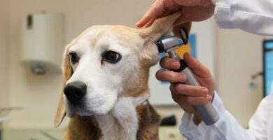 Powszechne choroby psow rasy beagle