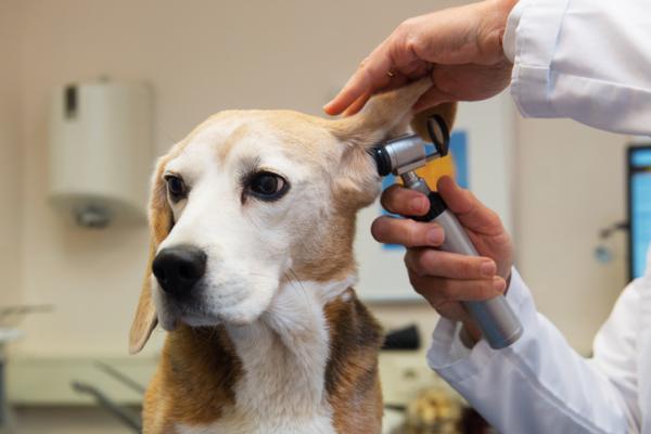 Powszechne choroby psow rasy beagle