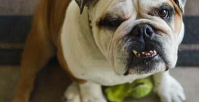 Prochnica zebow u psow przyczyny objawy i leczenie