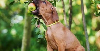 Przepisy wegetarianskie dla psow