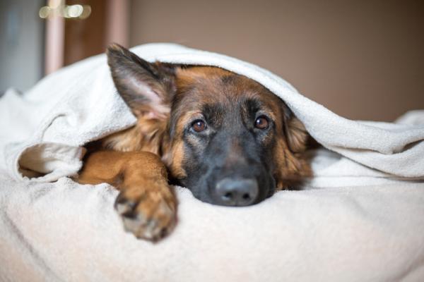 Przeziebienie u psow objawy i leczenie
