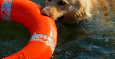 Psy ratownictwa wodnego czworonozni bohaterowie