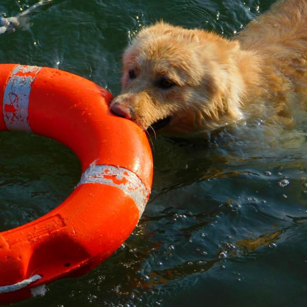 Psy ratownictwa wodnego czworonozni bohaterowie