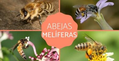 Pszczoly miodne Gatunki i cechy
