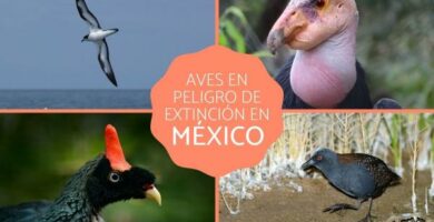 Ptaki zagrozone wyginieciem w Meksyku