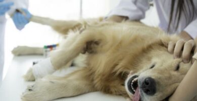 Pyometra psa przyczyny objawy i leczenie