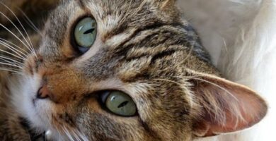 Pyometra u kotow Objawy i leczenie